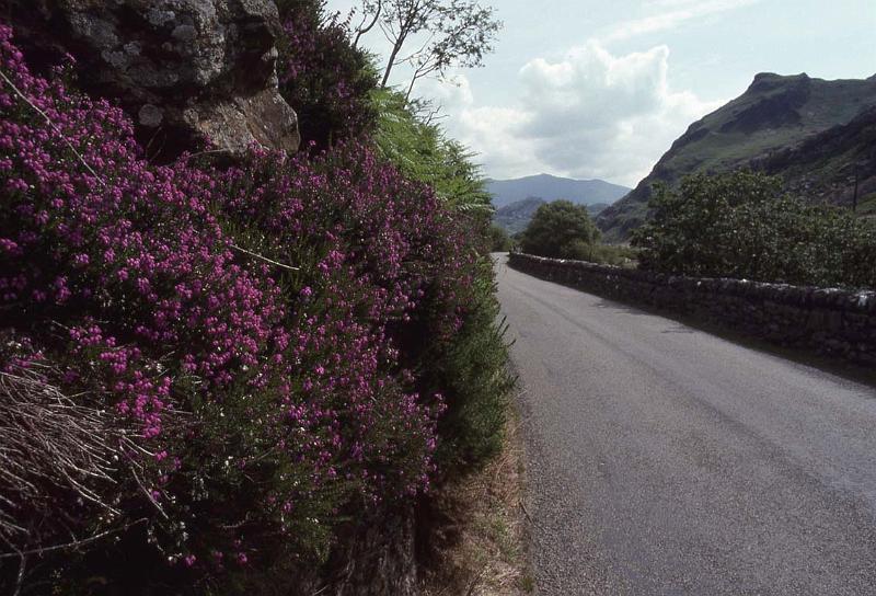 RWT 0314 337-18 UK Heather Wales.jpg